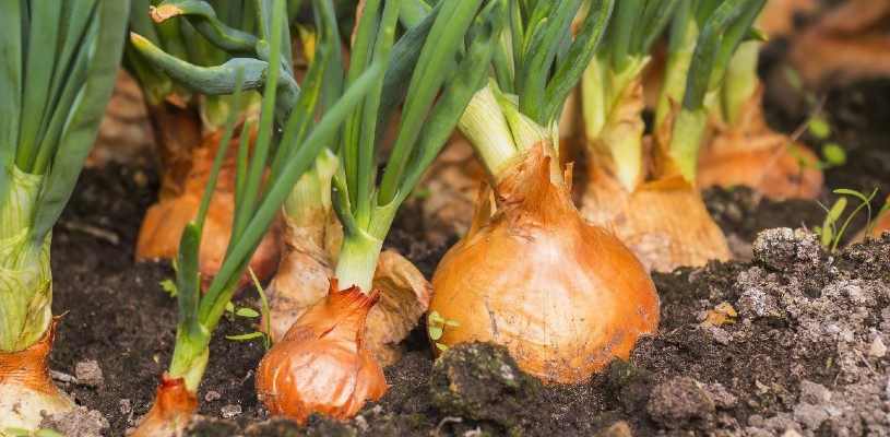 delicious onions growing in the garden