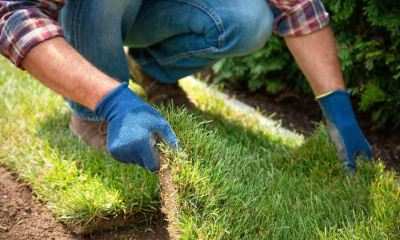 How To Prepare Soil For New Turf All Green Nursery