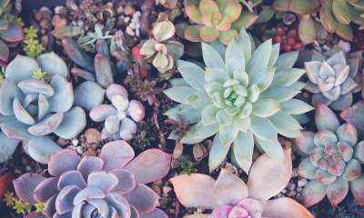 Where To Find The Best Succulents For Sale | Local Succulents