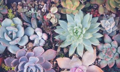 succulents plants