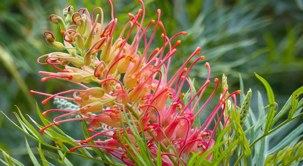 What To Plant In Winter Flowers To Plant In Winter