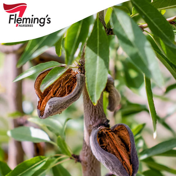 Bare Root Fruit Trees Melbourne Bare Root Trees For Sale