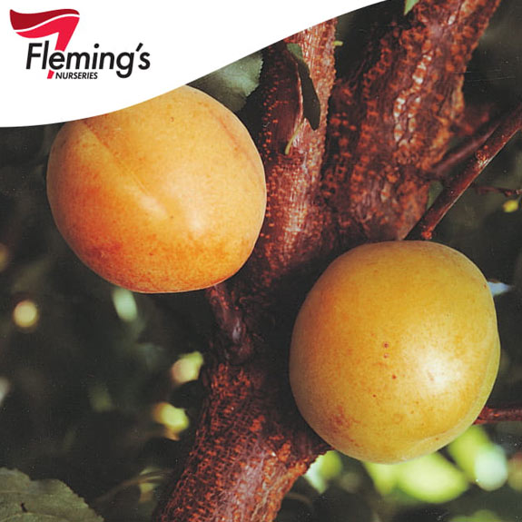 Bare Root Fruit Trees Melbourne Bare Root Trees For Sale