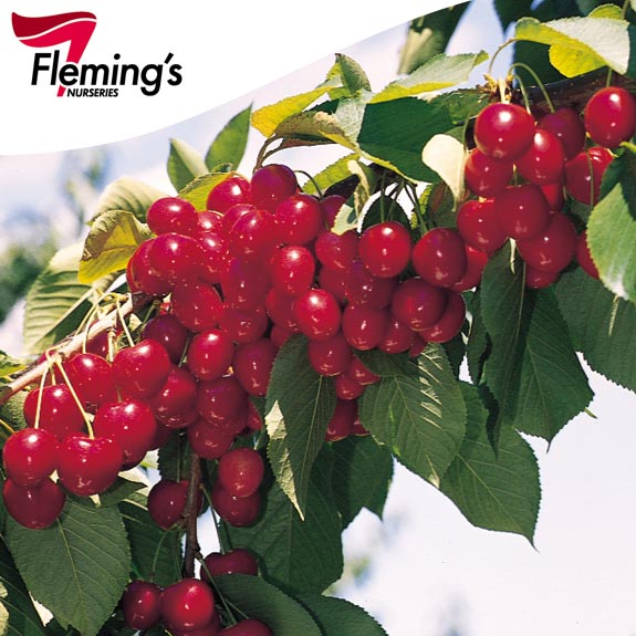 Bare Root Fruit Trees Melbourne Bare Root Trees For Sale