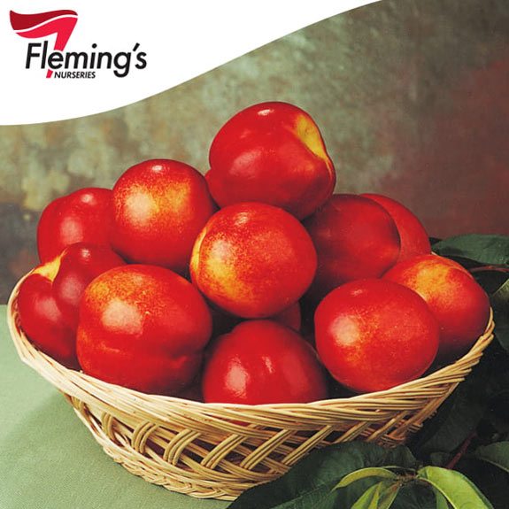 Bare Root Fruit Trees Melbourne Bare Root Trees For Sale