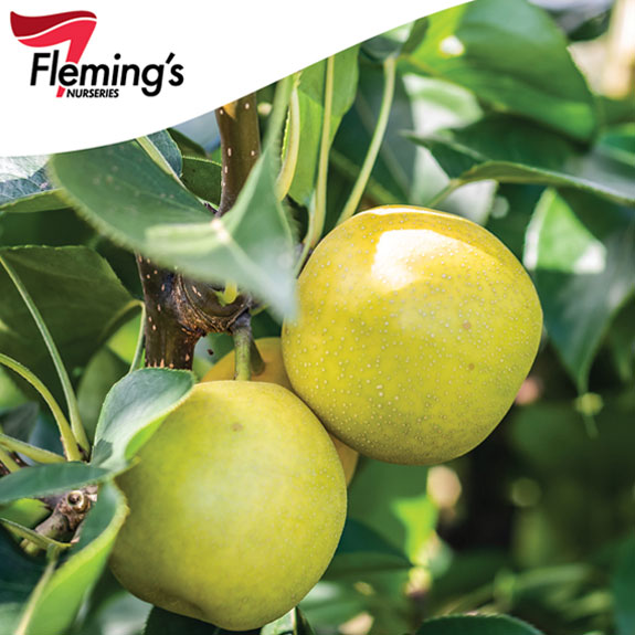 Best Place To Buy Fruit Trees In Melbourne at Pete Bush blog