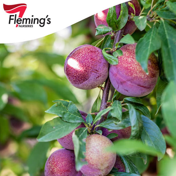 Bare Root Fruit Trees Melbourne Bare Root Trees For Sale