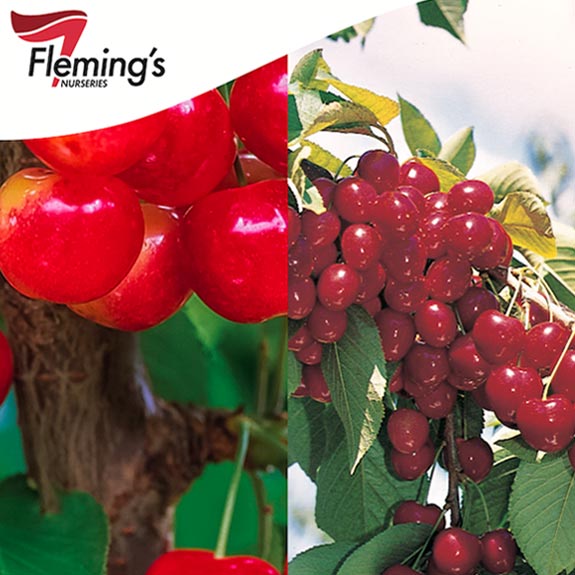 Bare Root Fruit Trees Melbourne Bare Root Trees For Sale