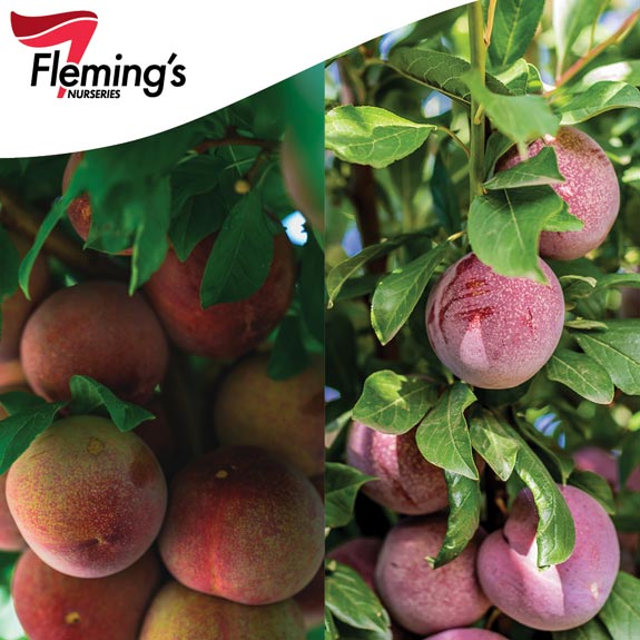 Bare Root Fruit Trees Melbourne Bare Root Trees For Sale