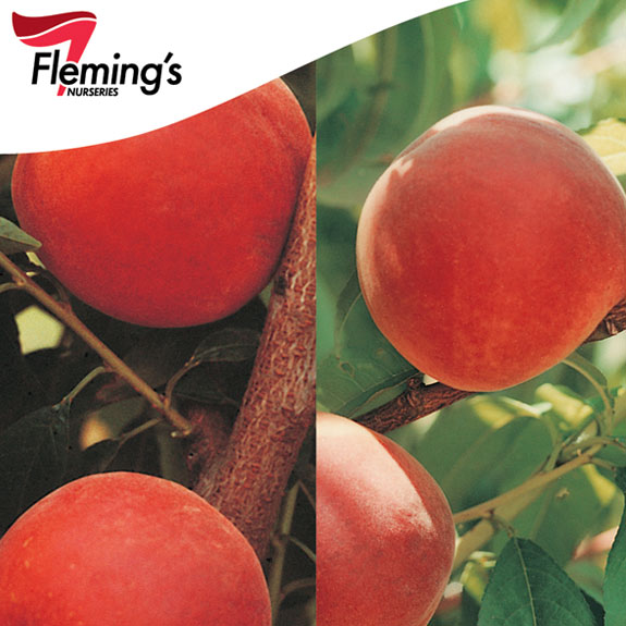 Bare Root Fruit Trees Melbourne Bare Root Trees For Sale