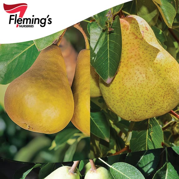 Bare Root Fruit Trees Melbourne Bare Root Trees For Sale