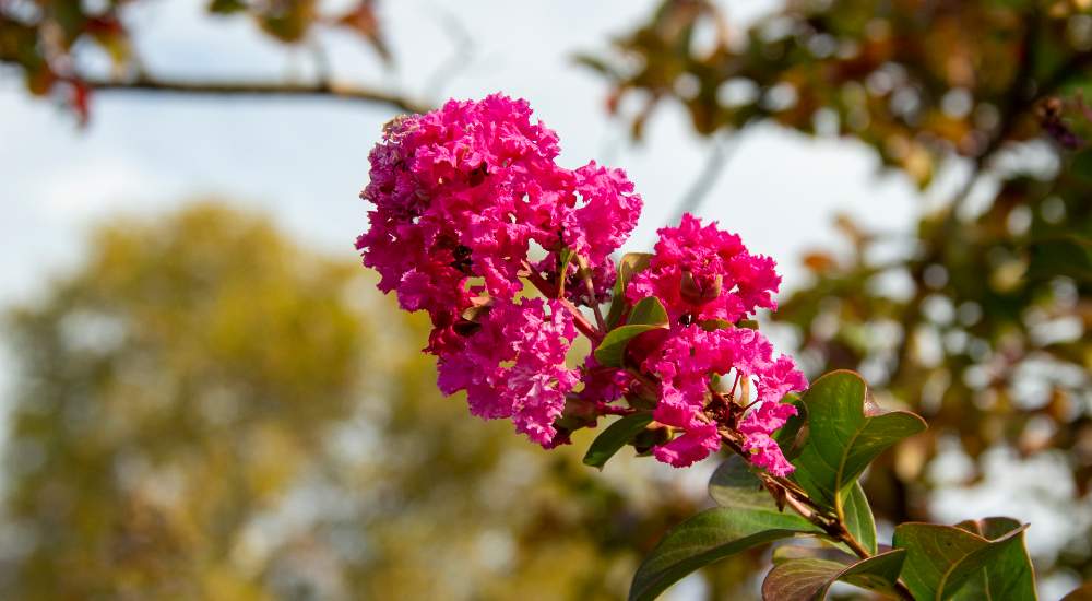 How To Use Ornamental Plants In Your Garden Ornamental Garden Plants