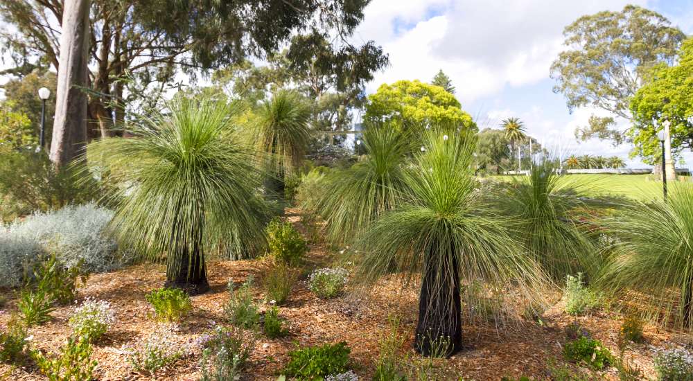 Your Complete Guide To Grass Trees Planting Grass Trees