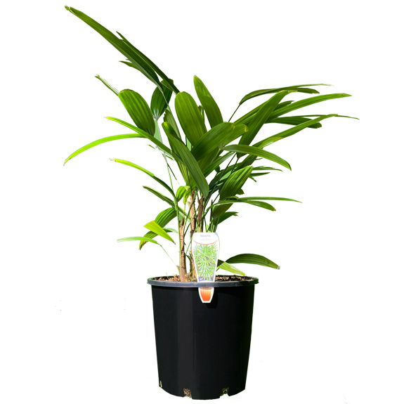 Palm Tree Nursery Palm Trees for Sale Melbourne