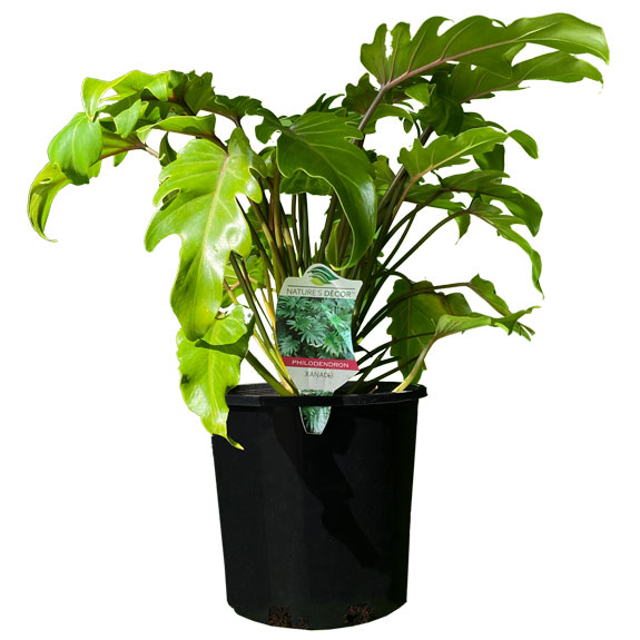 Indoor Plants for Sale Melbourne Indoor Plant Nursery All Green
