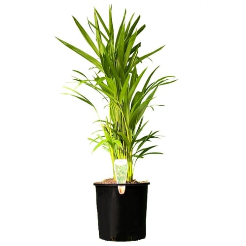 Palm Tree Nursery Palm Trees for Sale Melbourne