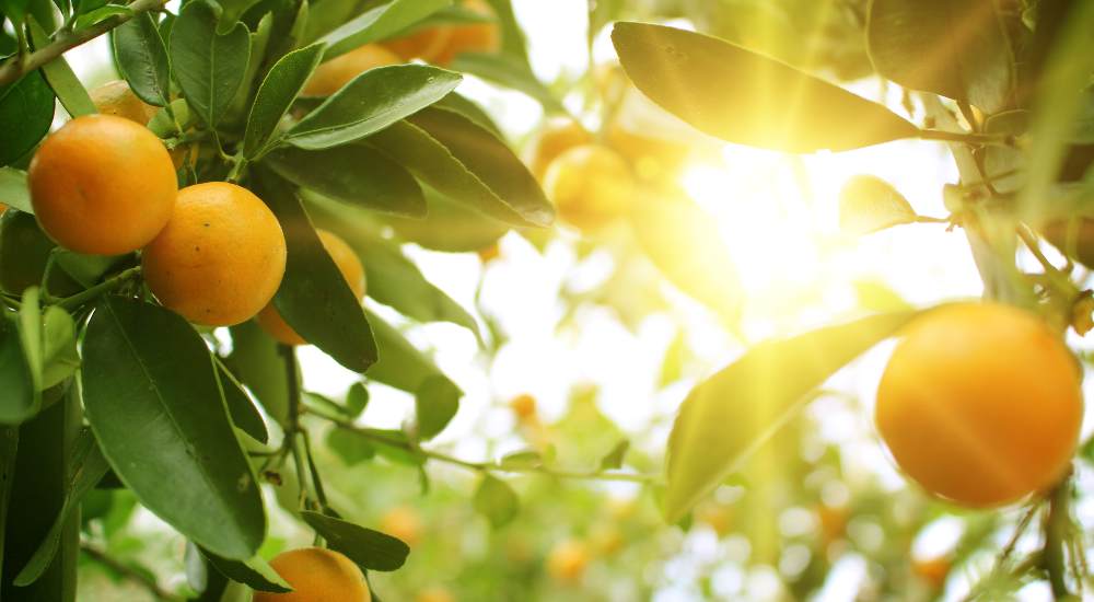 What To Plant In Summer Summer Gardening