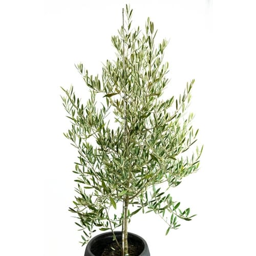 Fruit Trees Melbourne Heritage Fruit Trees For Sale