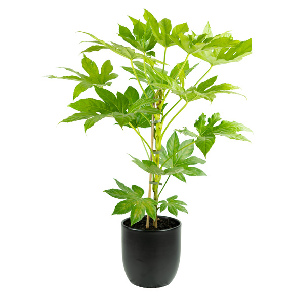 Indoor Plants for Sale Melbourne Indoor Plant Nursery All Green