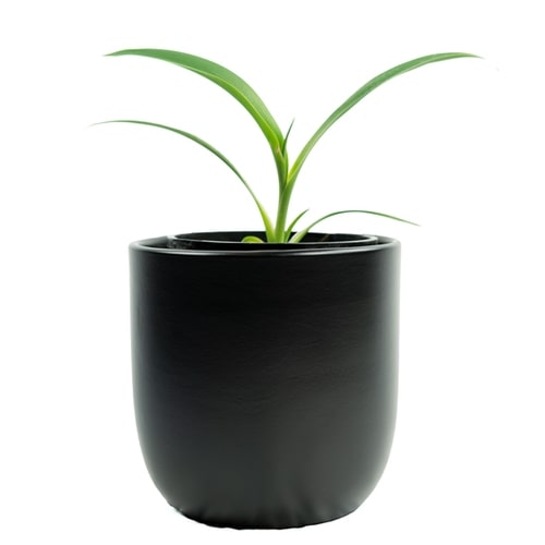 Exotic Plants Melbourne Tropical Plants For Sale