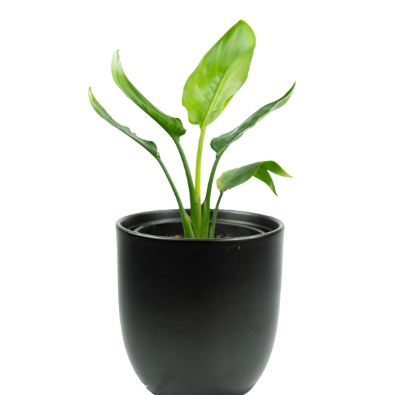Indoor Plants for Sale Melbourne Indoor Plant Nursery All Green