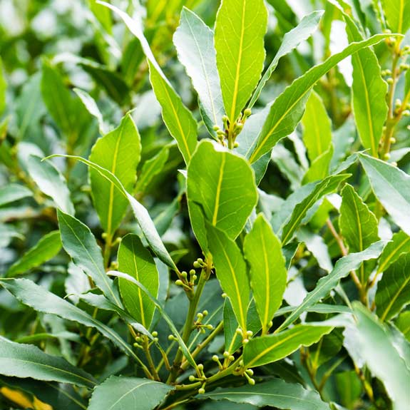 Exotic Plants Melbourne Tropical Plants For Sale