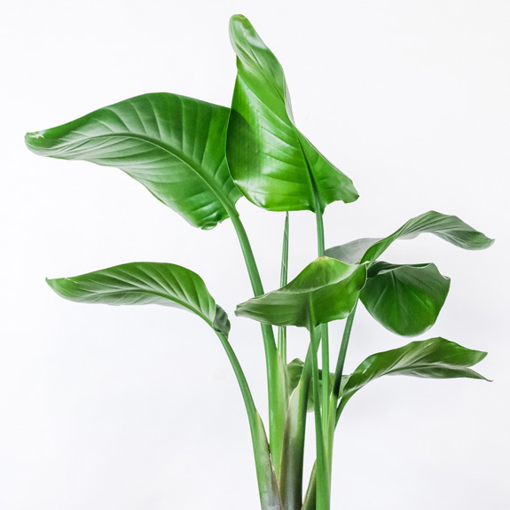 Indoor Plants for Sale Melbourne Indoor Plant Nursery All Green