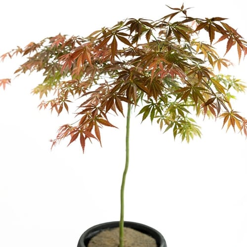 Ornamental Trees Ornamental Trees For Sale Melbourne