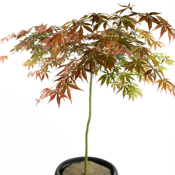 Ornamental Trees Melbourne Tall & Small Ornamental Trees