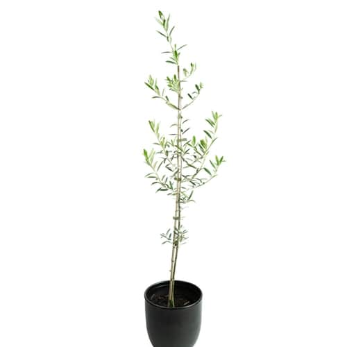 Fruit Trees Melbourne Heritage Fruit Trees For Sale