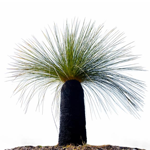 Grass Tree For Sale Buy Grass Trees Melbourne