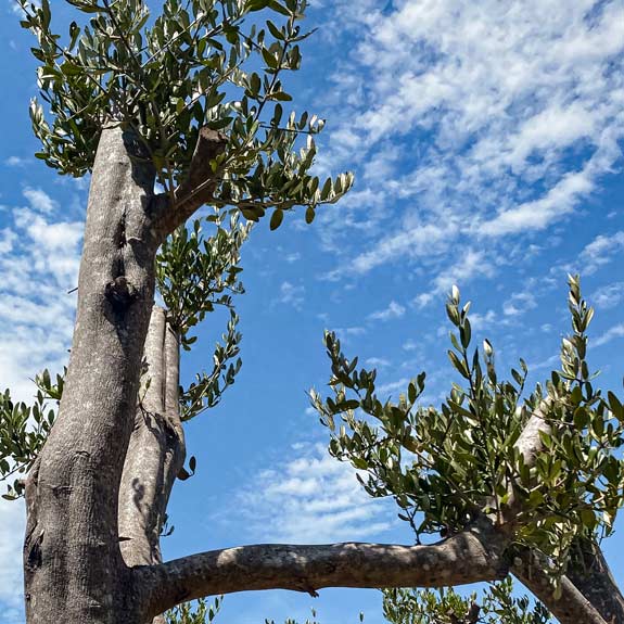 Fruit Trees Melbourne Heritage Fruit Trees For Sale