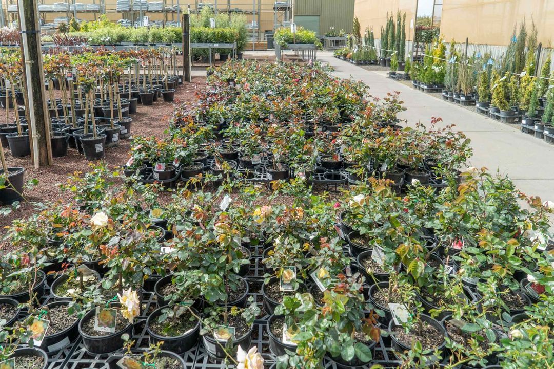 Australian Native Plants Native Plant Nursery Melbourne All Green