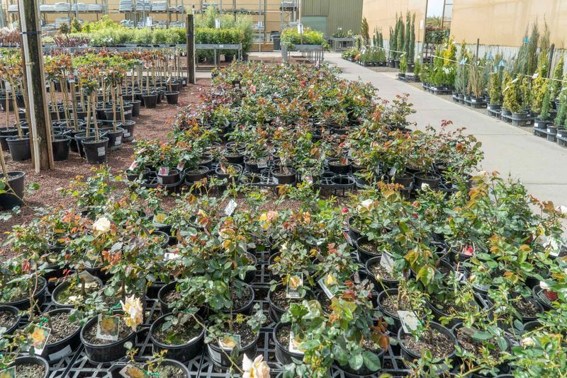 Australian Native Plants Native Plant Nursery Melbourne All Green