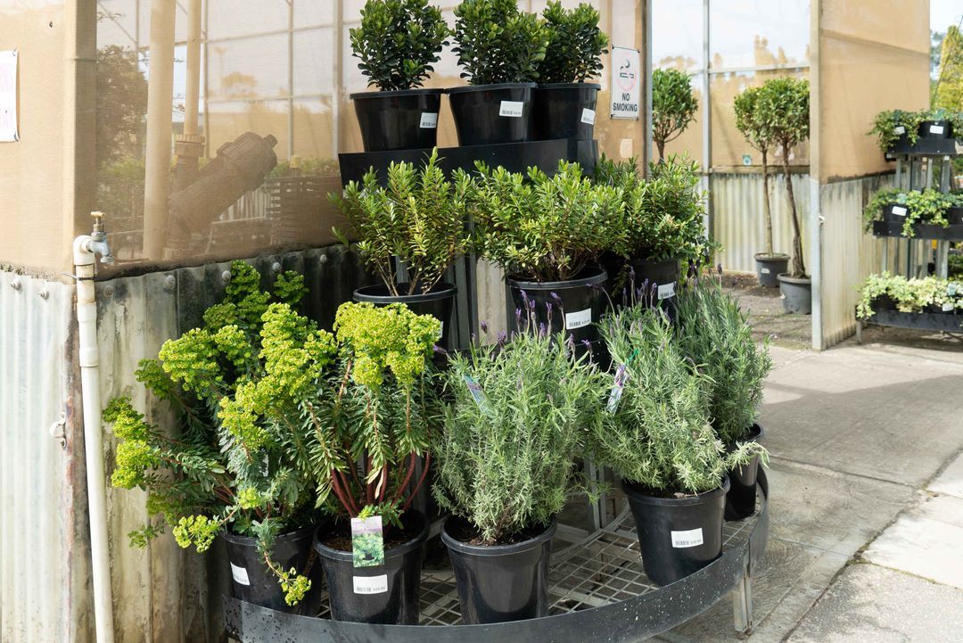 Vegetable Nursery Melbourne Herbs & Vegetable Seeds