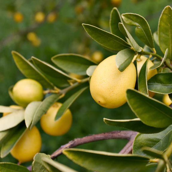 Lemon Trees For Sale Melbourne Buy Fruit Trees All Green