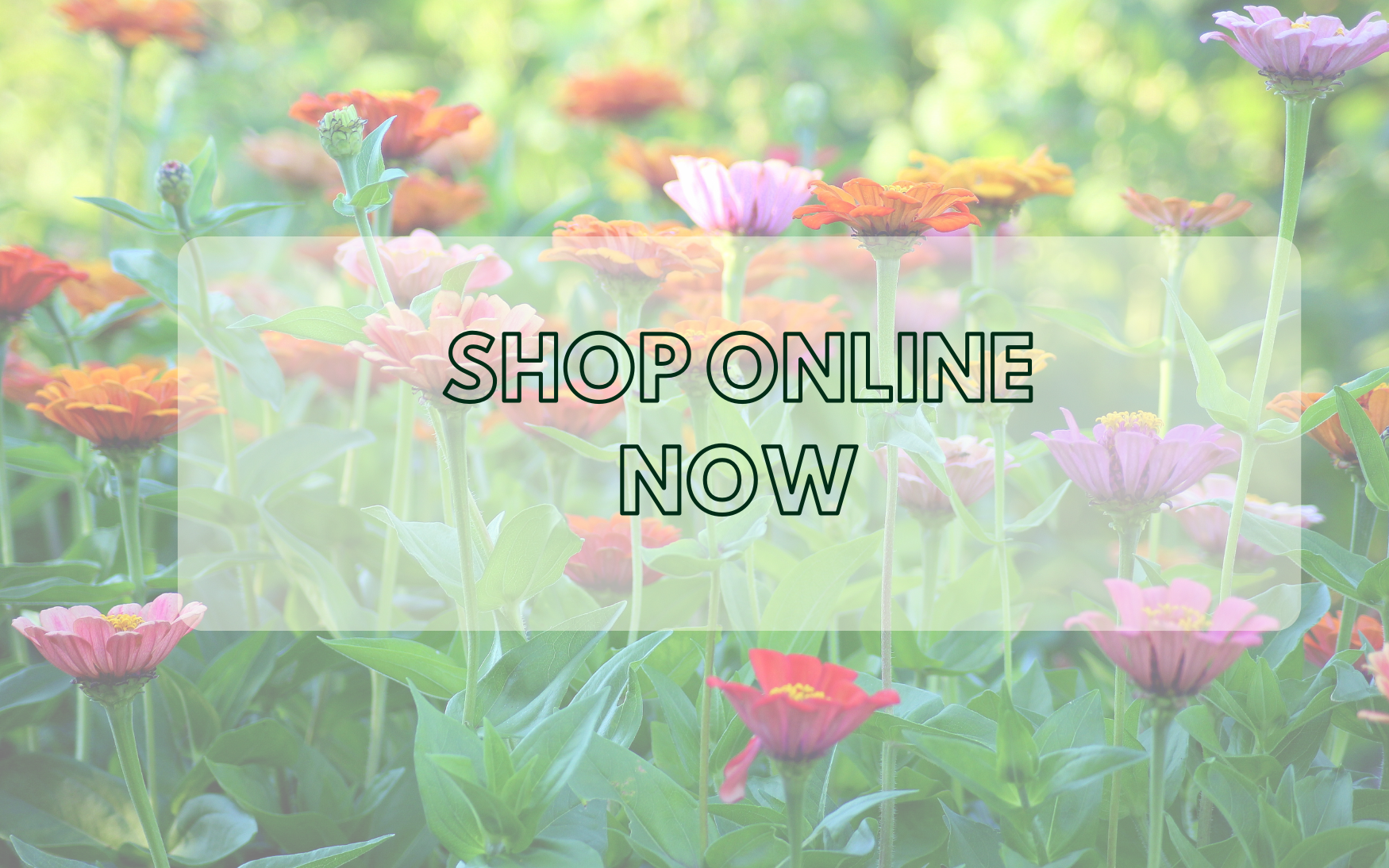 Shop Online Now!