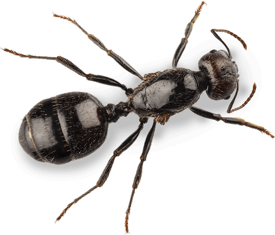 Insect and Pest Control