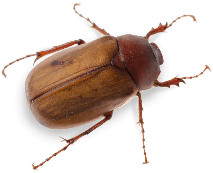 Insect and Pest Control