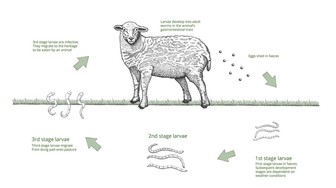 Gastrointestinal Worms in Sheep Diseases & Solutions Farm Health First