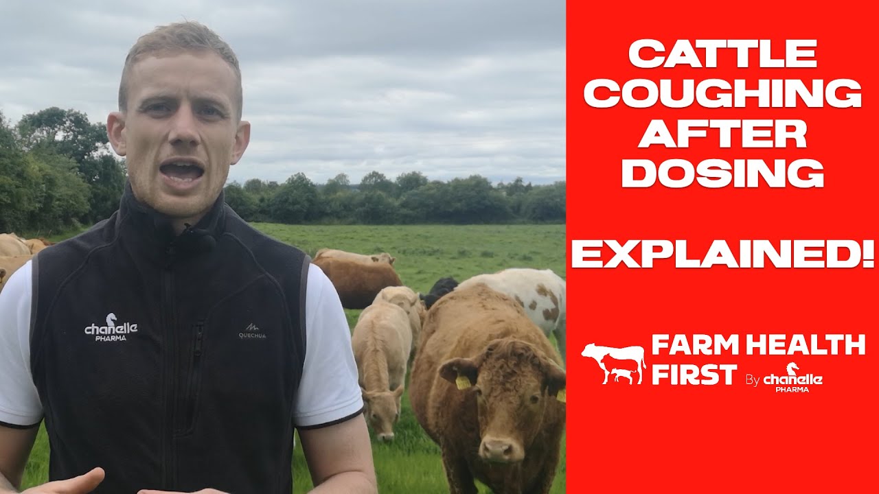 Cattle Coughing After Dosing Explained! Weekly View Farm Health First