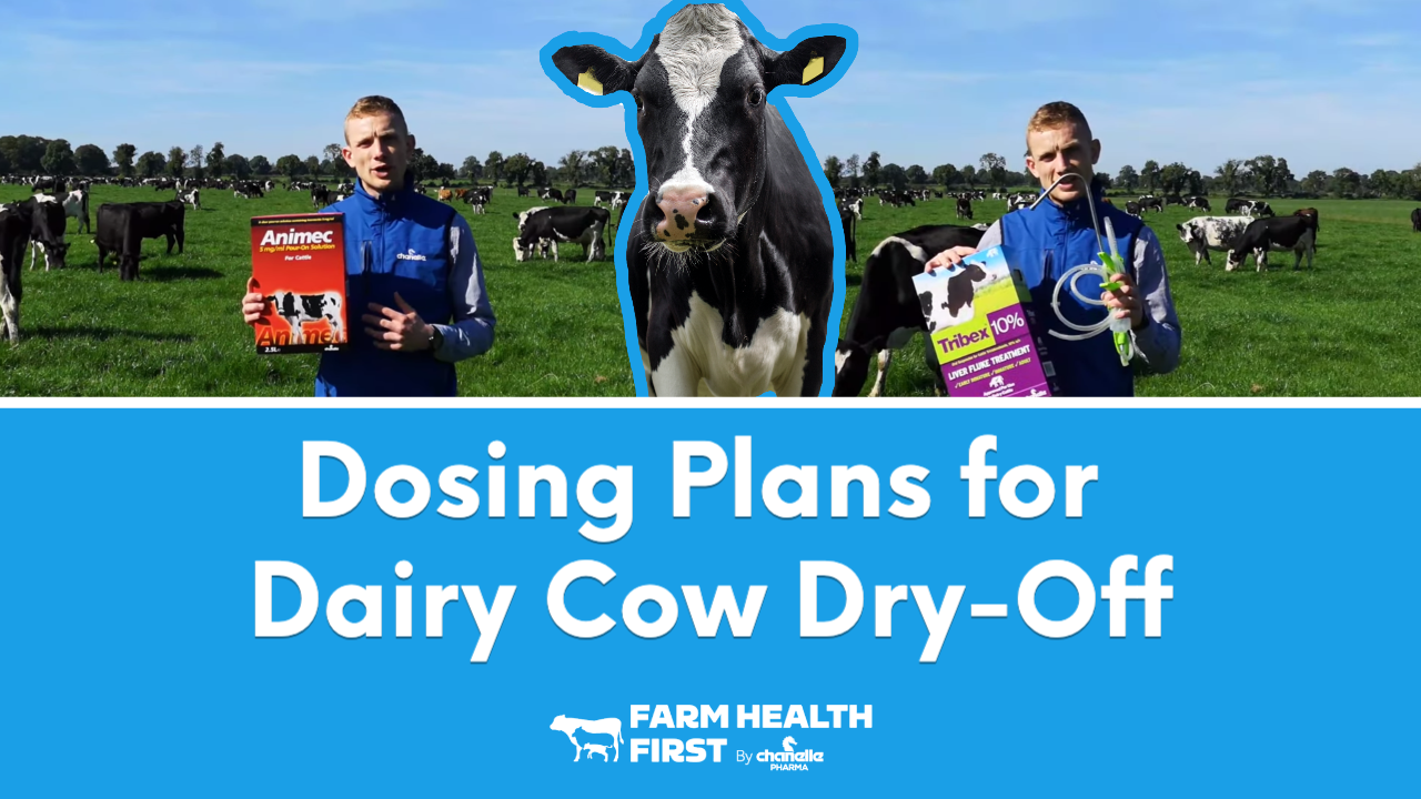 Dosing Plan for Dairy Dry Off