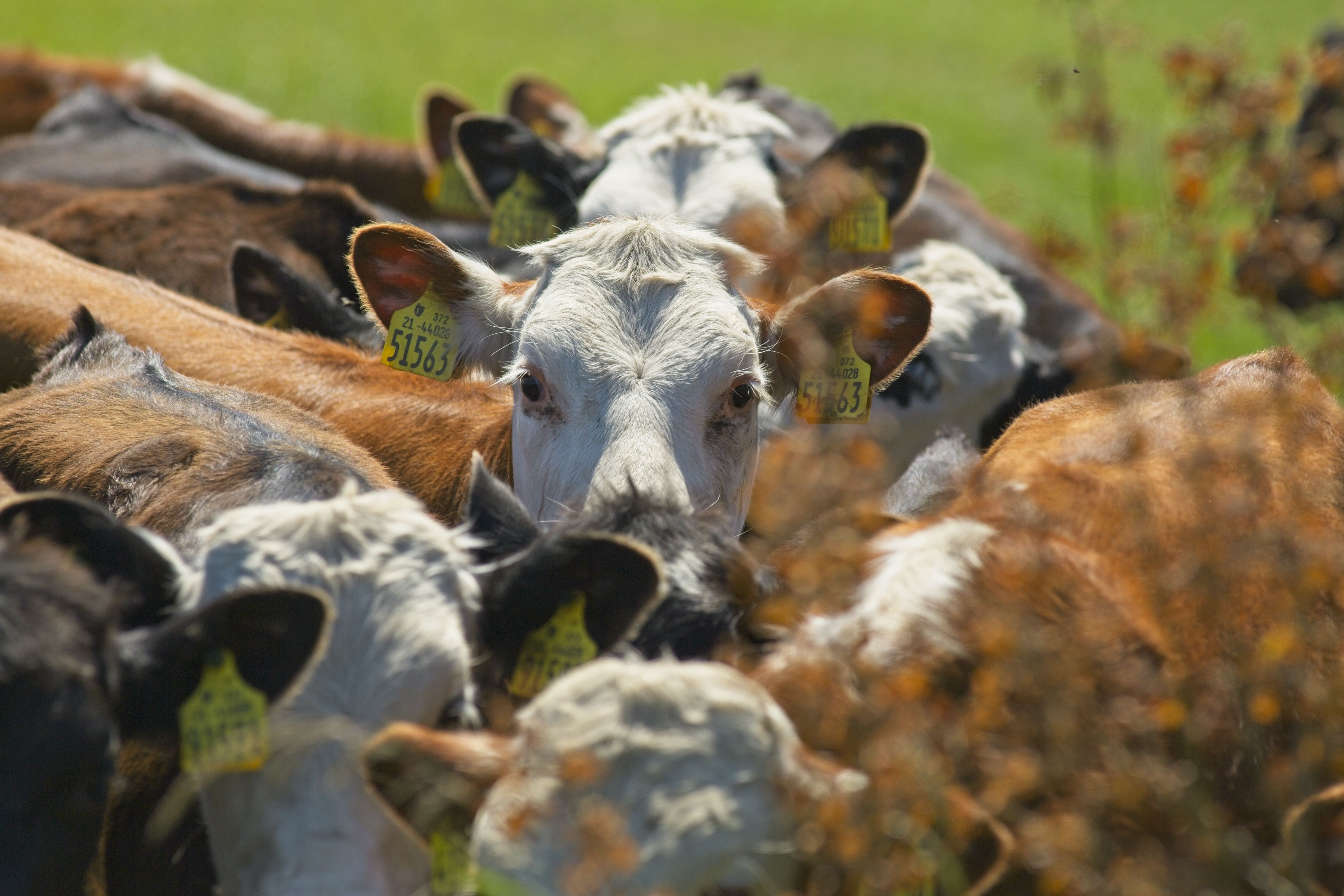 Gut worms in beef youngstock – which worms are a problem and how to