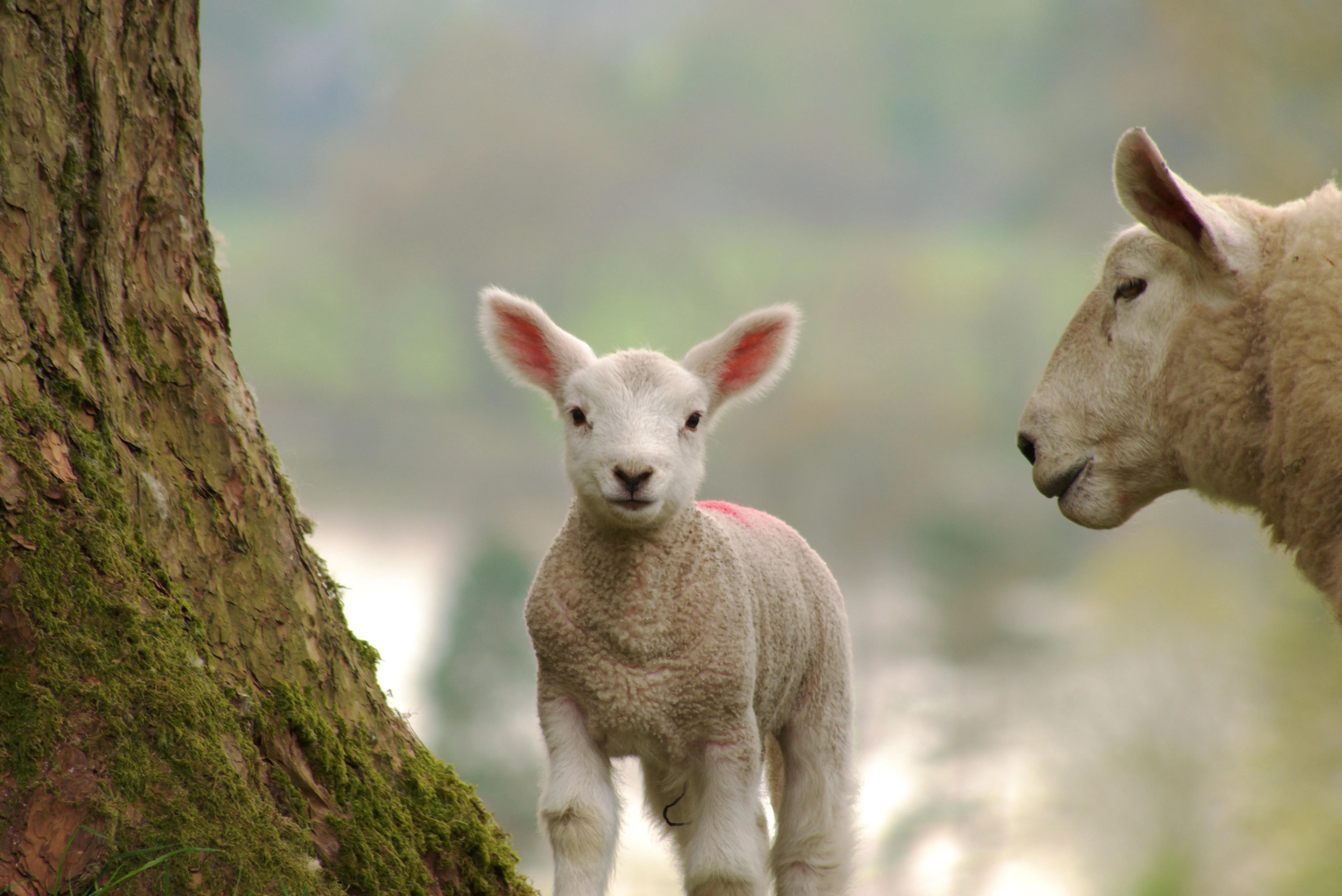 Coccidiosis in lambs – treatment and prevention | Weekly View | Farm ...