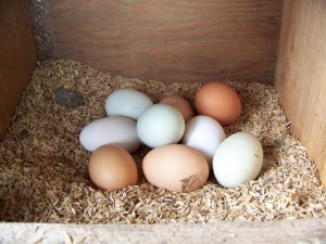 fresh eggs