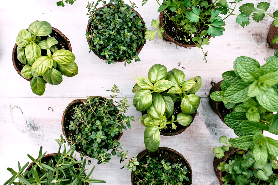 6 Phenomenal, Nutritious & Flavorful Herbs