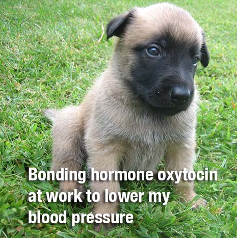 puppy blood pressure and oxytocin