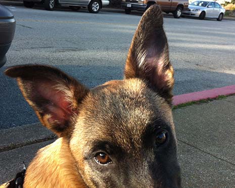 dog gaze can reduce hypertension