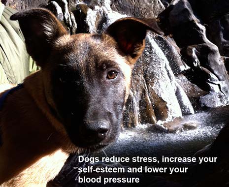 reduce depression and lower BP with a dog
