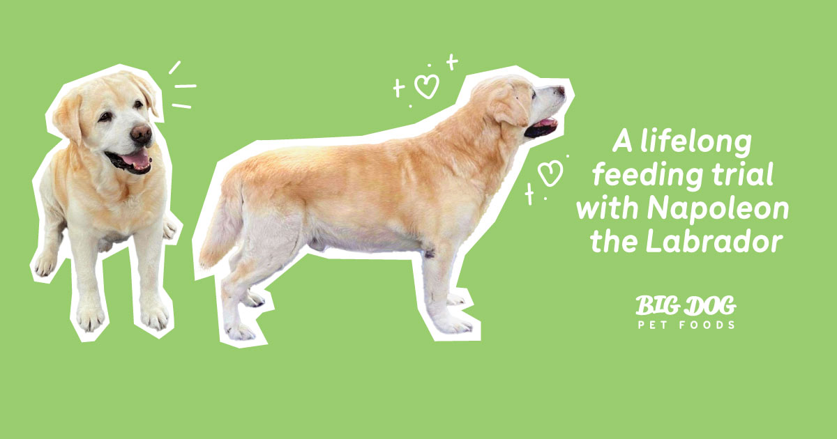 What Is A Labradors Diet